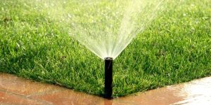 ¿Cada cuánto se riegan las plantas en verano?